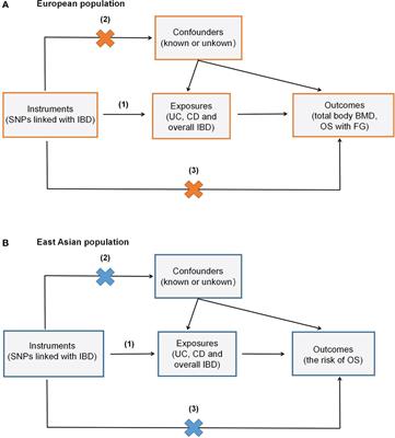 The genetically predicted causal relationship of inflammatory bowel disease with bone mineral density and osteoporosis: evidence from two-sample Mendelian randomization